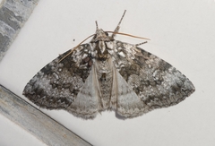 Thyatirinae