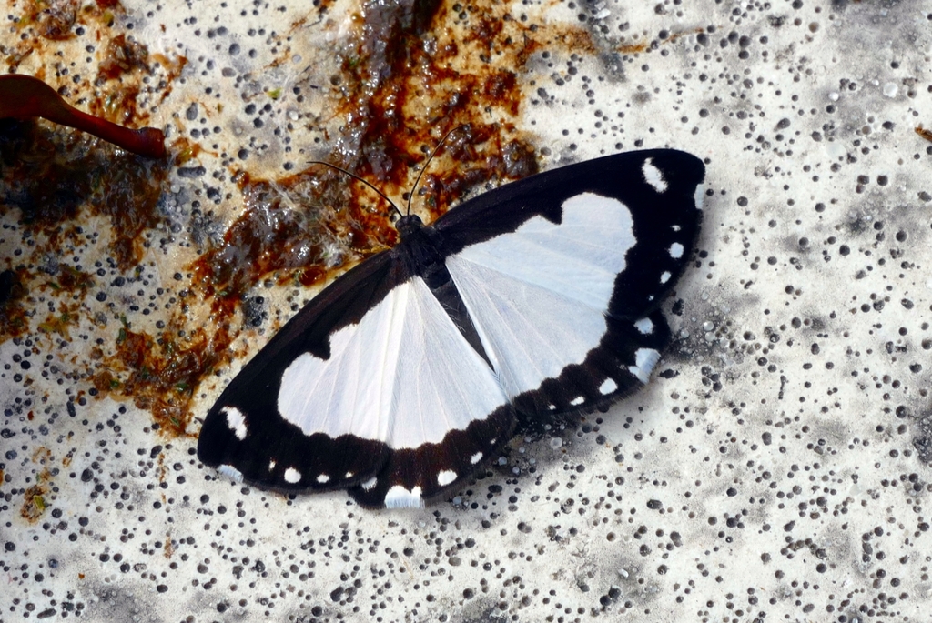 Psychostrophia
