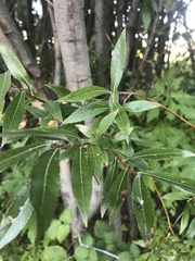 Salix petiolaris
