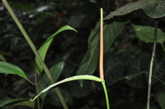 Anthurium intactum