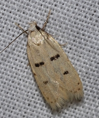 Stibaromacha ratella