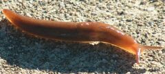 Limacoidea