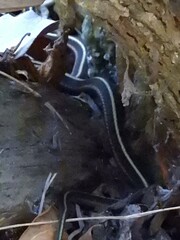 Thamnophis elegans terrestris