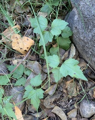 Clematis drummondii