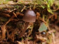 Mycena capillaripes