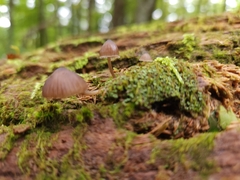 Mycena capillaripes