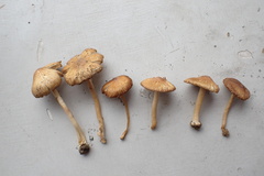Inocybe radiata