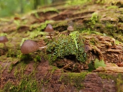 Mycena capillaripes