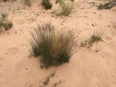 Muhlenbergia pungens