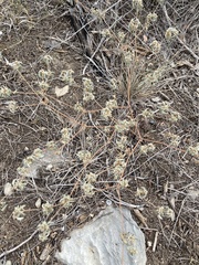 Croton monanthogynus