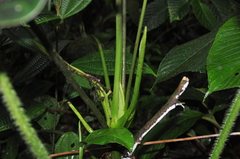 Anthurium intactum
