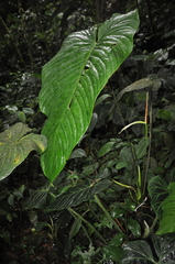 Anthurium intactum