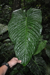 Anthurium intactum