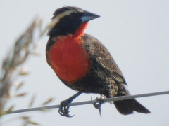 Leistes superciliaris