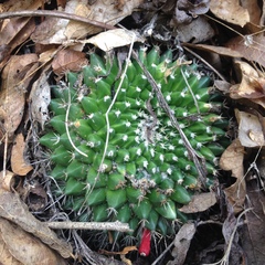 Mammillaria karwinskiana