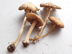 Inocybe radiata