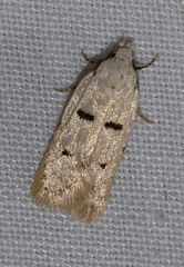 Stibaromacha ratella