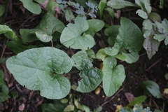 Arctium lappa