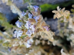 Polemonium eximium