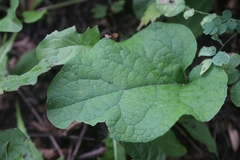 Arctium lappa