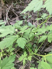 Cardiospermum halicacabum