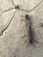 Ozodiceromyia