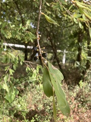 Sideroxylon lanuginosum
