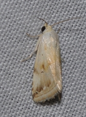 Eublemma ostrina