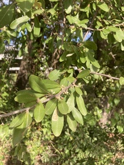 Sideroxylon lanuginosum