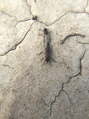 Ozodiceromyia