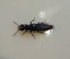 Staphylinini