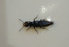 Staphylinini