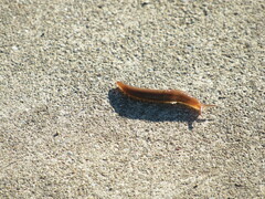 Limacoidea