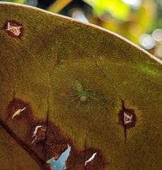 Lyssomanes viridis