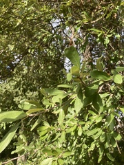 Sideroxylon lanuginosum