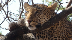 Panthera pardus pardus