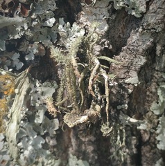 Usnea cirrosa