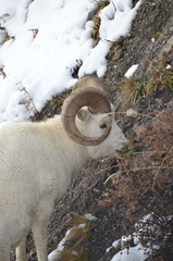 Ovis dalli dalli
