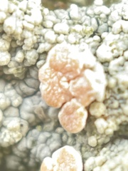 Rhizoplaca subdiscrepans