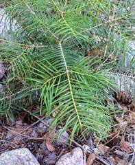 Abies concolor