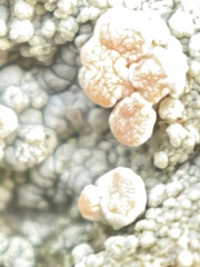 Rhizoplaca subdiscrepans