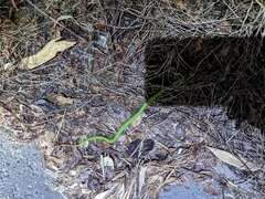 Trimeresurus stejnegeri