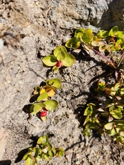 Gaultheria humifusa