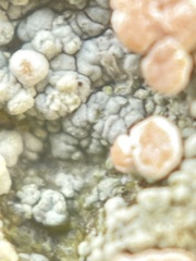 Rhizoplaca subdiscrepans