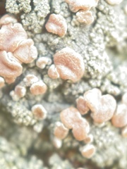 Rhizoplaca subdiscrepans