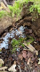 Ceratiomyxa fruticulosa