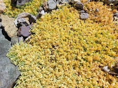Podistera nevadensis