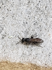 Tiphiinae