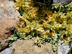 Podistera nevadensis