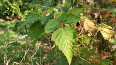 Rubus spectabilis